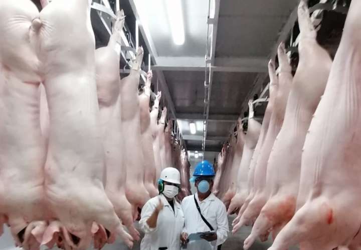 Gobierno inicia compra de cerdos para el Plan Panamá Solidario