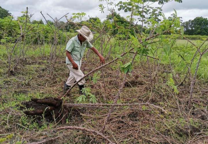 Pequeños productores de yuca mercadean cosecha en el programa Agro Solidario