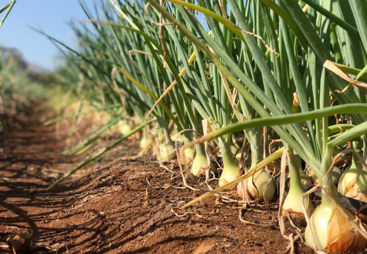 Cadena Agroalimentaria logra acuerdo para importar 50 mil quintales de cebolla
