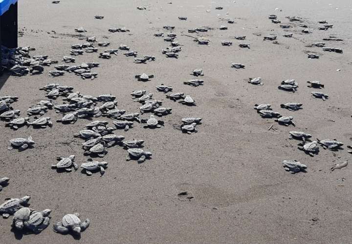 ¡Tortuguitas panameñas! Más de un millón nacen en playas del país