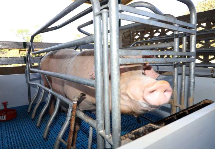 Alerta en Panamá ante llegada de Peste Porcina Africana a Dominicana (Video)