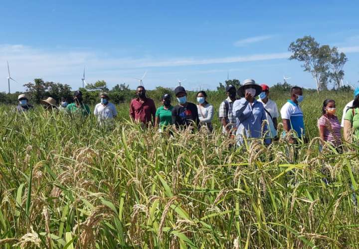 Arroceros e investigadores de Idiap buscan preservar semillas