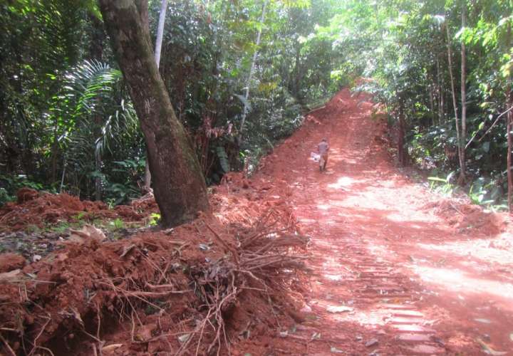 Investigan tala ilegal en el límite de Guna Yala y Colón