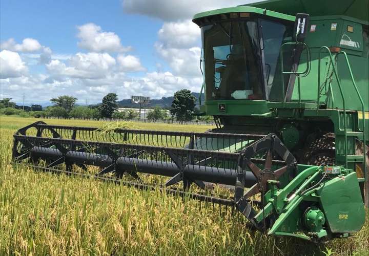 Molineros piden nuevo análisis de calidad de grano de arroz