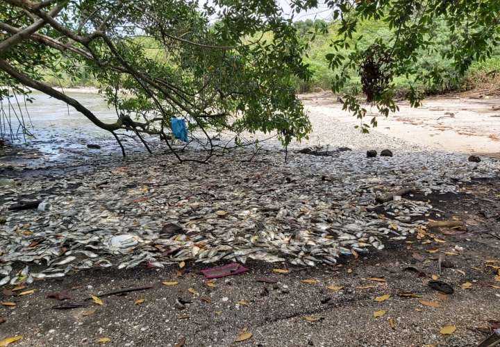 Muerte de peces puede ser por contaminación