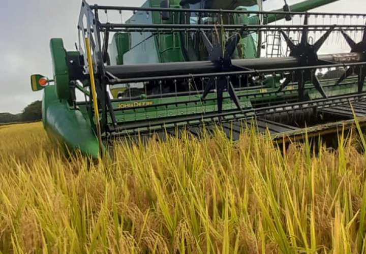 Más 71 mil hectáreas de arroz se han sembrado en el país