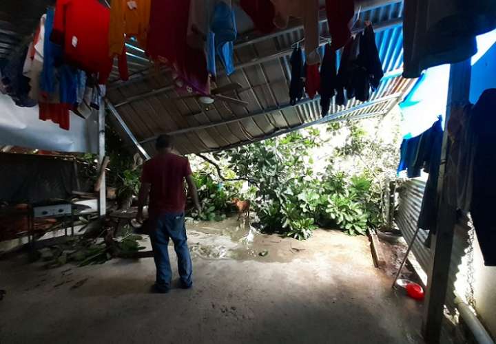 Árbol que se desplomó causa daños cuantiosos en las 3 casas afectadas. Foto: Rocío Martins