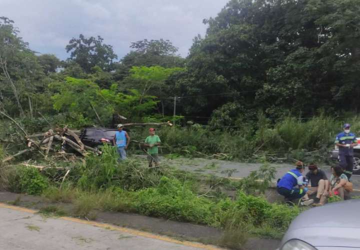 3 lesionados por caída de árbol sobre camioneta en Coclé [Video]