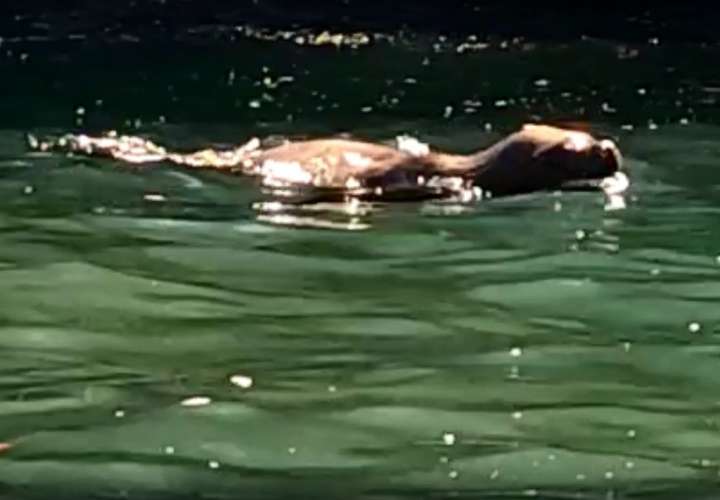León marino ha sido observado también en Puerto Armuelles.