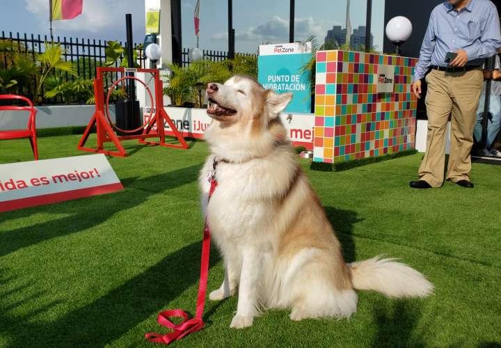 Nestlé inaugura su Pet Zone; pueden llevar las mascotas al trabajo