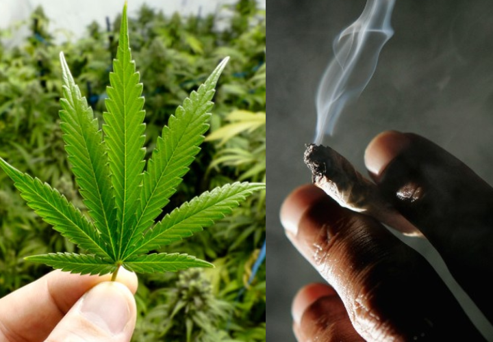 ¡Saca, prende y sorprende! Hoy es el Día Mundial de la Marihuana