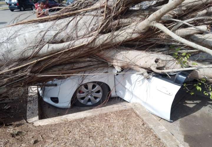 Dueño de auto dañado por caída de árbol, no descarta demandar