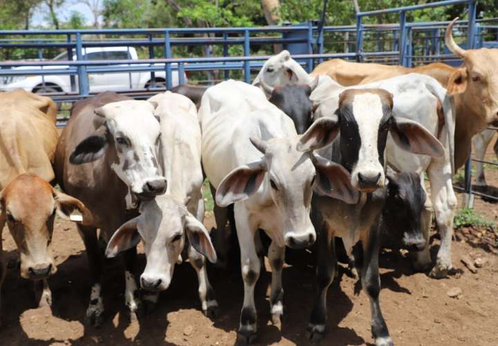 Productores reciben insumos y alimentos para el ganado