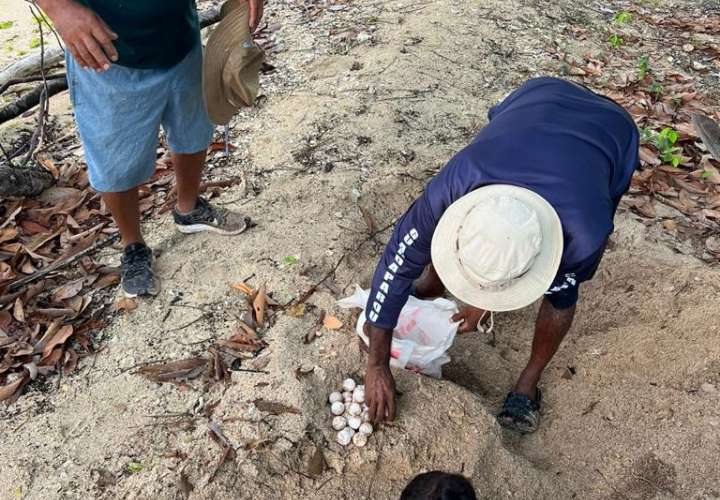 Liberan crías de tortuga desde playa en Colón