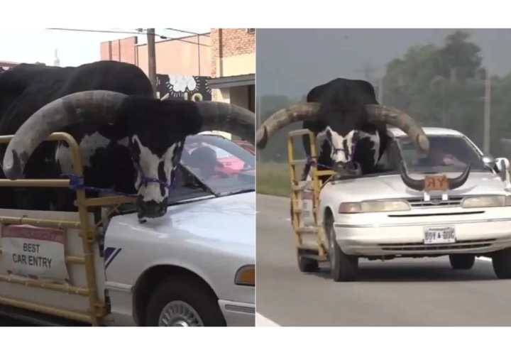 Detienen a conductor por llevar a un toro de copiloto. Es su mascota