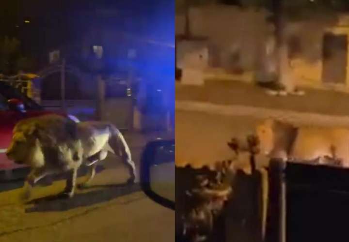 ¡Qué gatote! Un león se escapa de un circo en Italia y causa pánico