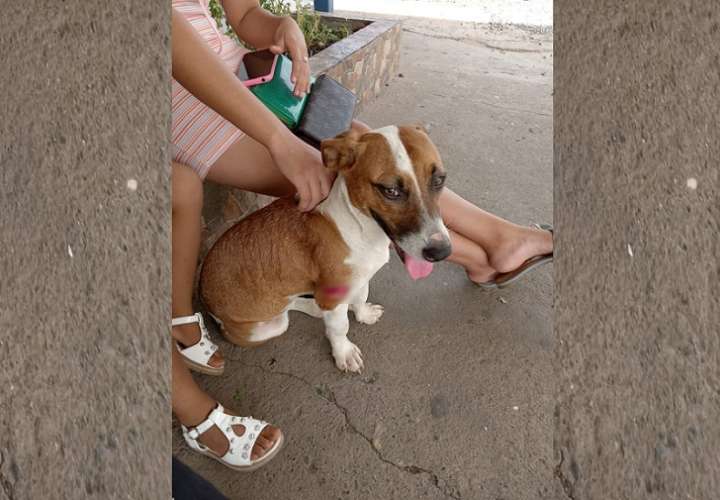 La perrita fue trasladada a un consultorio veterinario en donde le cosieron la herida.