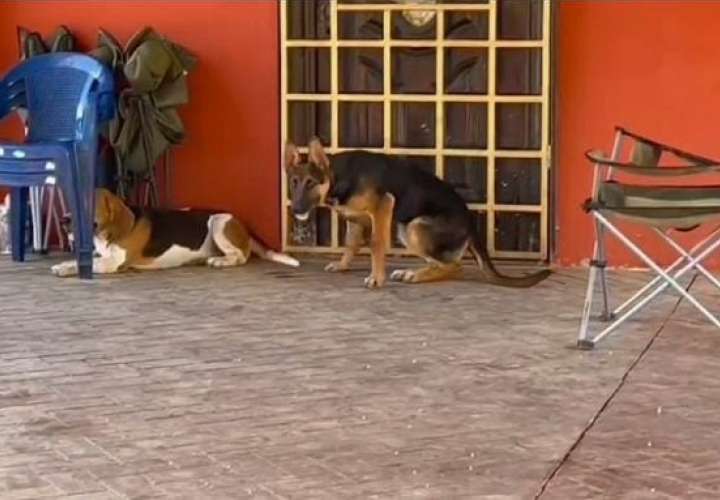 Ya son alrededor de 15 perros los que han muerto envenenados en San Pablo Viejo.