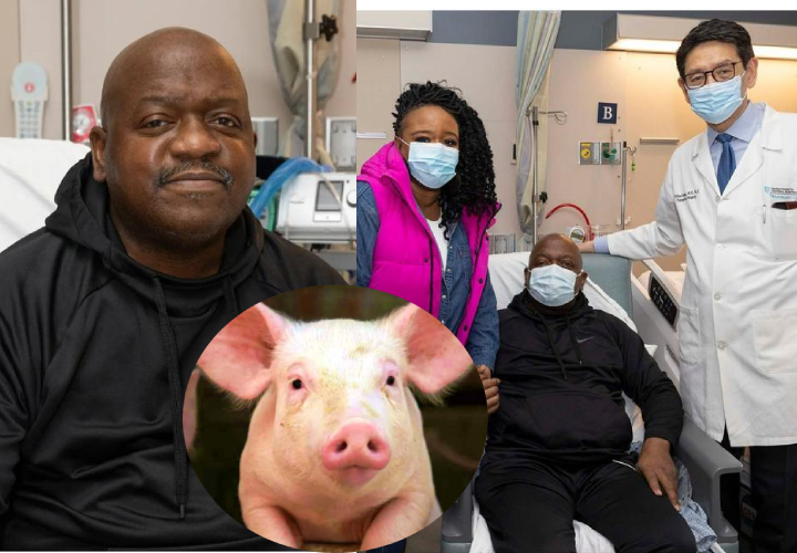 Primer paciente trasplantado con riñón de cerdo recibe alta médica
