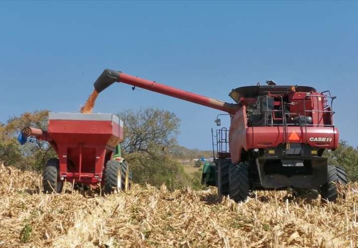 Industriales se comprometen a adquirir excedente de maíz  