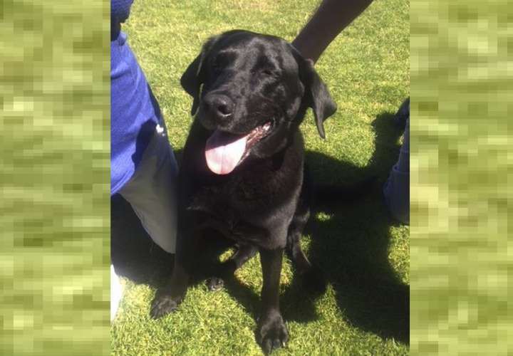 El perro fue encontrado, vivo y nunca recibió un disparo, por el Proyecto de Inocencia de Oregón. Lisa Christon vía AP