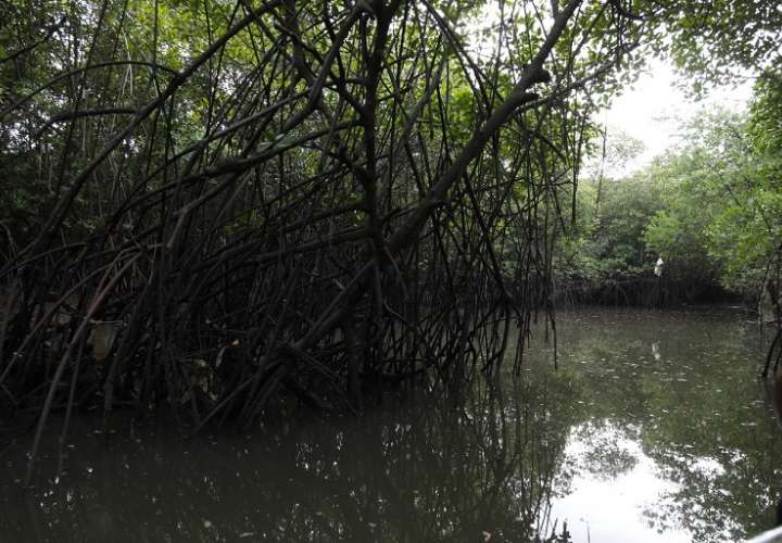 Los manglares son barreras de protección de las costas contra catástrofes naturales y dan importantes servicios: