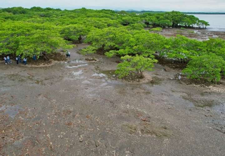 Mi Ambiente alega que en realidad, Panamá ganó 6,480 hectáreas de manglares en menos de una década .