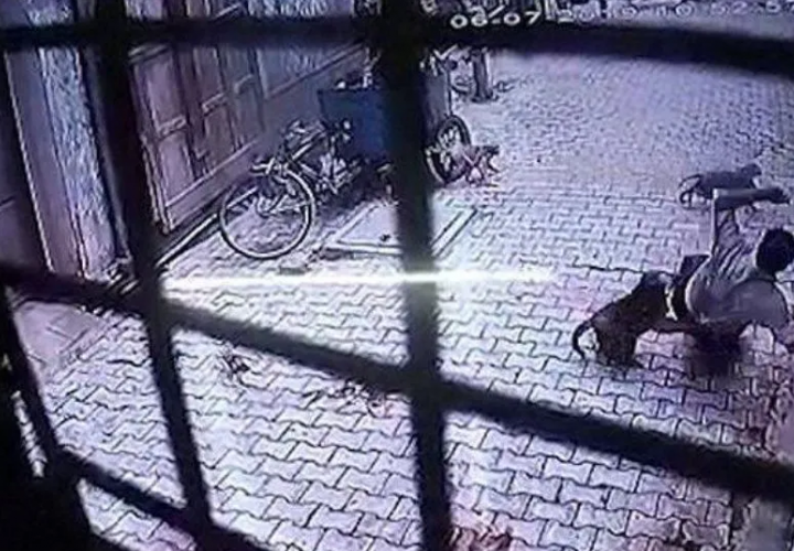Una pandilla de monos atacó, mordió y asaltó a un sujeto en la India