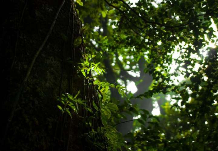 Últimos bosques tropicales del mundo necesitan ser protegidos con urgencia 