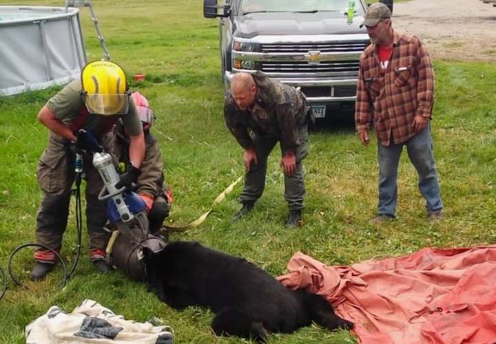 Personal de rescate usa Jaws of Life para liberar a un oso negro después de que su cabeza quedara atrapada dentro de una lata de leche de 10 galones cerca de Roseau, Minn. (Dawn Knutson vía AP