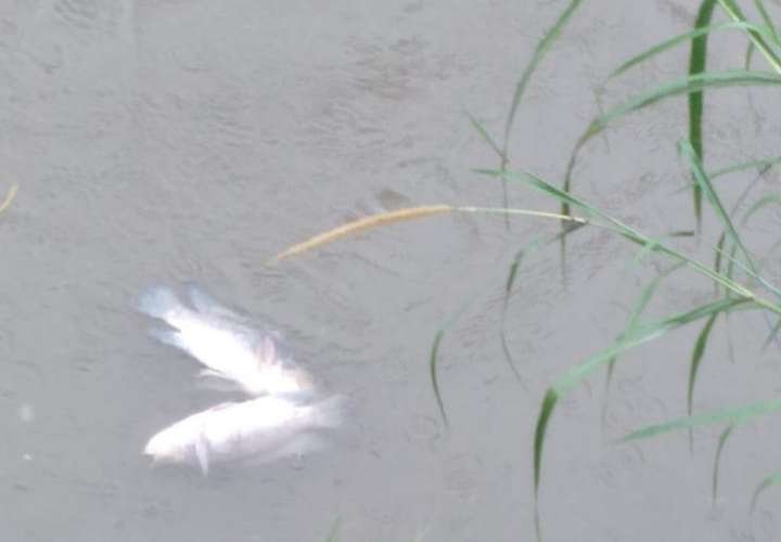 Lluvia arrastra peces muertos en el río Matías Hernández (Video)