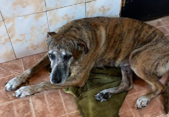  Denuncian que cierre de refugio podría llevar a la muerte a decenas de perros