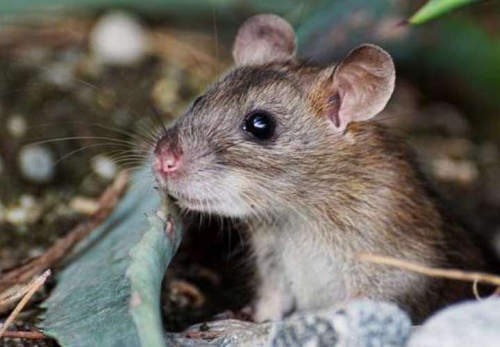 Se solicita a la población evitar que los roedores tengan contacto granos recolectados, ya que y pueden dejar sus heces y orina alrededor de estos..