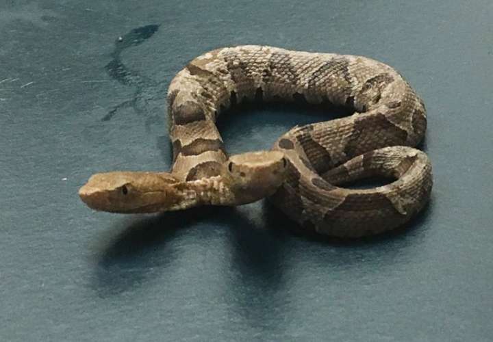La serpiente está siendo atendido por un criador de reptiles privado con mucha experiencia en la crianza y el cuidado de serpientes venenosas. AP