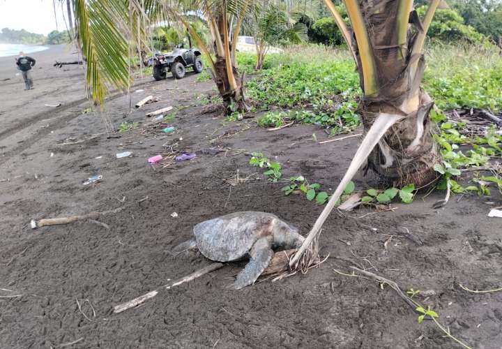 Investigan muerte de tortugas marinas en Veraguas