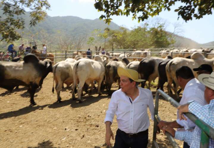 Intensifican programa de mejoramiento bovino en Azuero