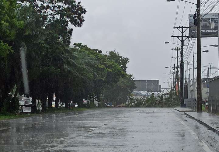 Susto por fuertes vientos con lluvia en la ciudad. Reportan caída de árboles