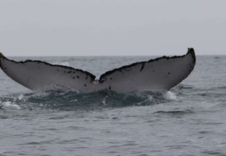 ATP lanza temporada de avistamiento de ballenas en El Arenal