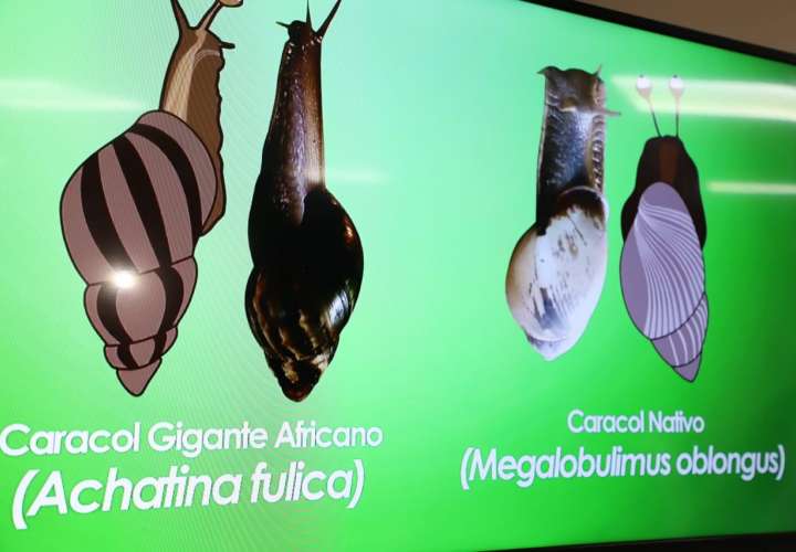 Estado de alerta fitosanitario para evitar ingreso del Caracol Gigante Africano