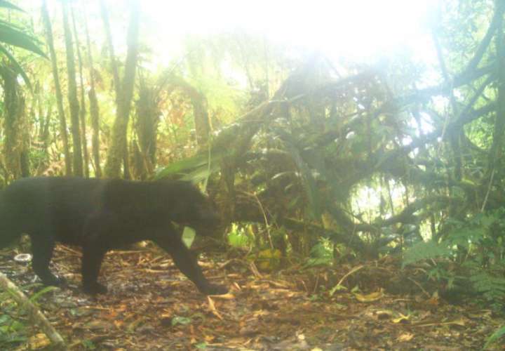 Un jaguar melánico se avista por primera vez en el  PILA en Chiriquí 