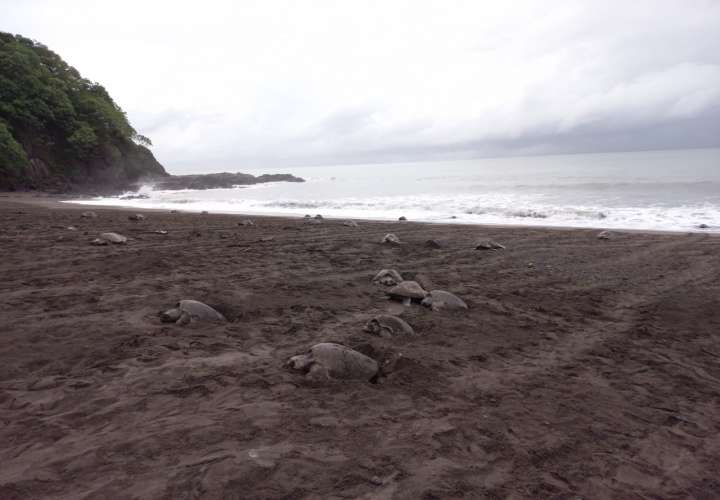 Cerca de 15 mil tortugas desovan en Playa La Marinera de Los Santos 