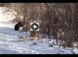 La vida silvestre brinda a quien la aprecia toda clase de escenas.