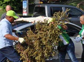 En caso que no pueda llevar el arbolito de navidad al centro de acopio, deberá llamar al 311, para que los equipos rodantes tipo camión rejilla realice la recolección de los arbolitos. /  Foto: @AAUD_Panama 