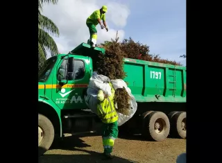 Se debe evitar quemar los arbolitos debido a que estos emanan una resina altamente tóxica que afecta la salud y el ambiente. / Foto: Jesús Simmons