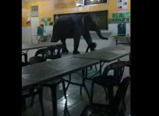 Vista general del elefante dentro del aula. Captura de video Policía de Sabah. 