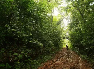 na parte del bosque tropical del parque La Cangreja es visto en esa reserva ubicada a 80 kilómetros de San José (Costa Rica). EFE Archivo