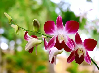 Orquídea. Foto: Pixabay