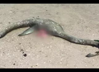 Captura de video Dailymotion.