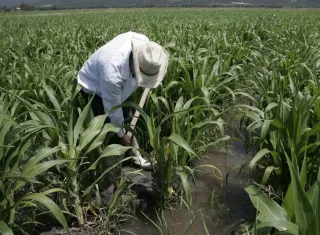 Según cifras oficiales, Chile es el primer país exportador frutícola del hemisferio sur y líder mundial en el envío de uva de mesa y arándanos, con más de 1.772 toneladas de fruta fresca exportada el primer semestre de 2017. EFE/Archivo
