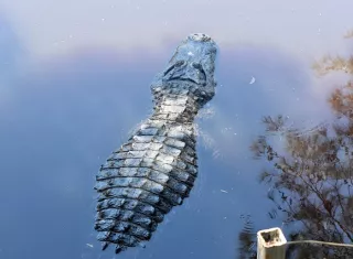 Foto: Ilustrativa - Pixabay